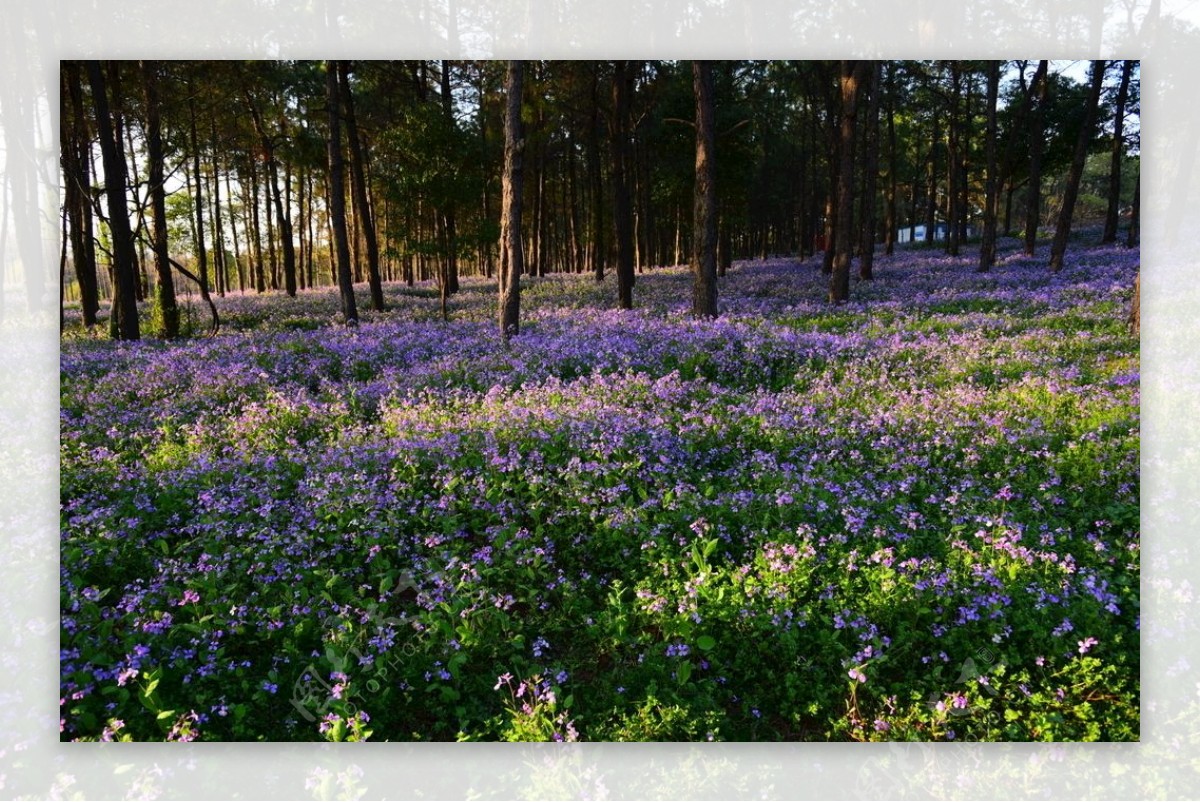 草地鲜花