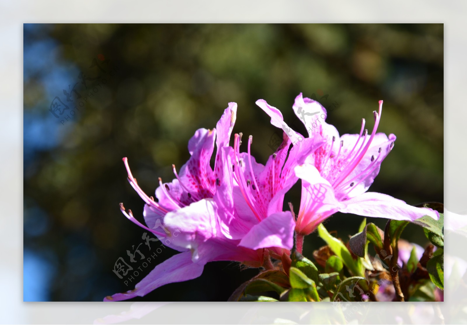 杜鹃花映山红鲜花春天