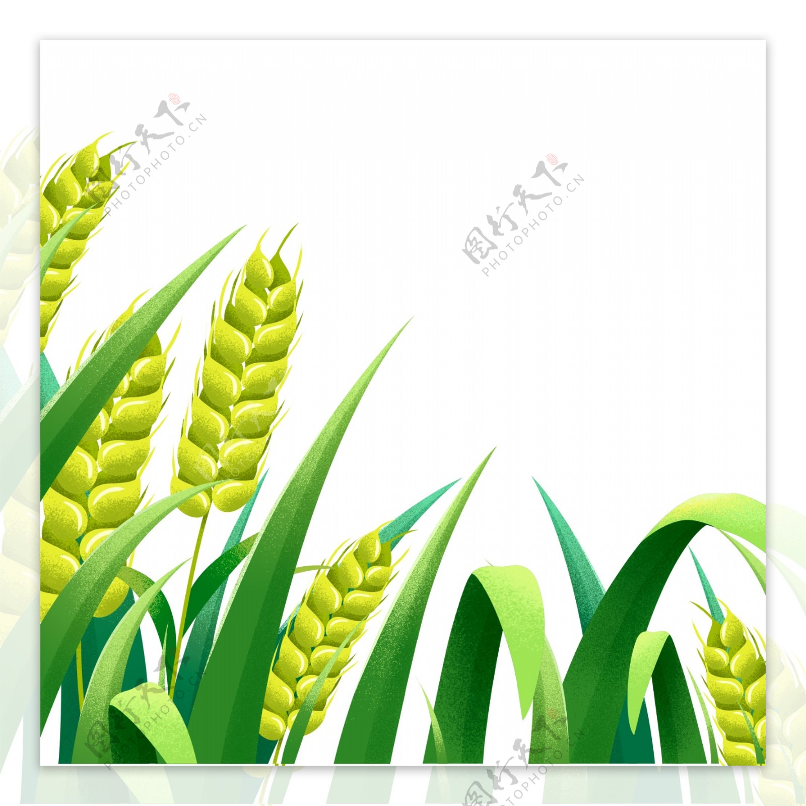 浅绿植物小麦插画