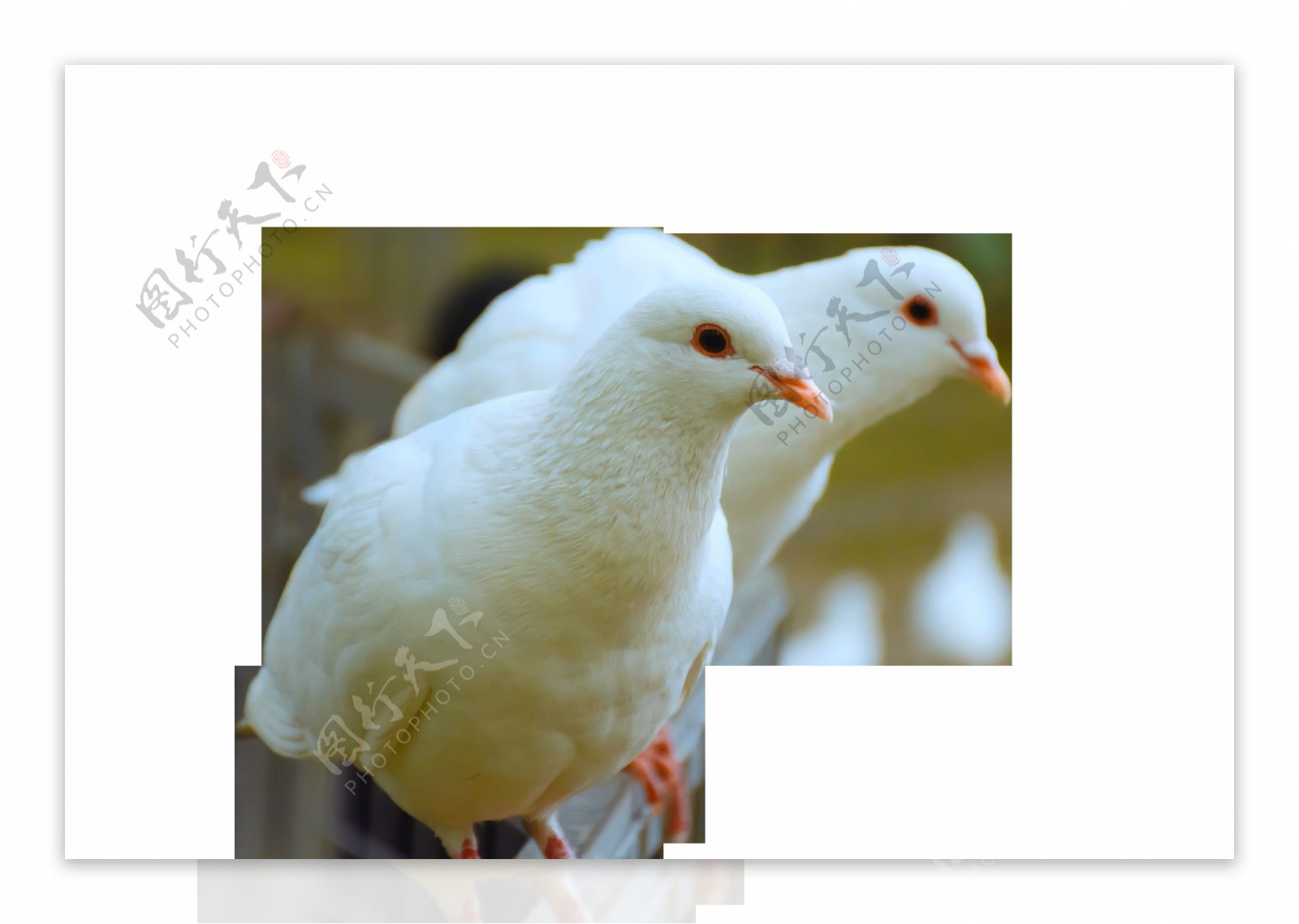 美丽的白色小鸟