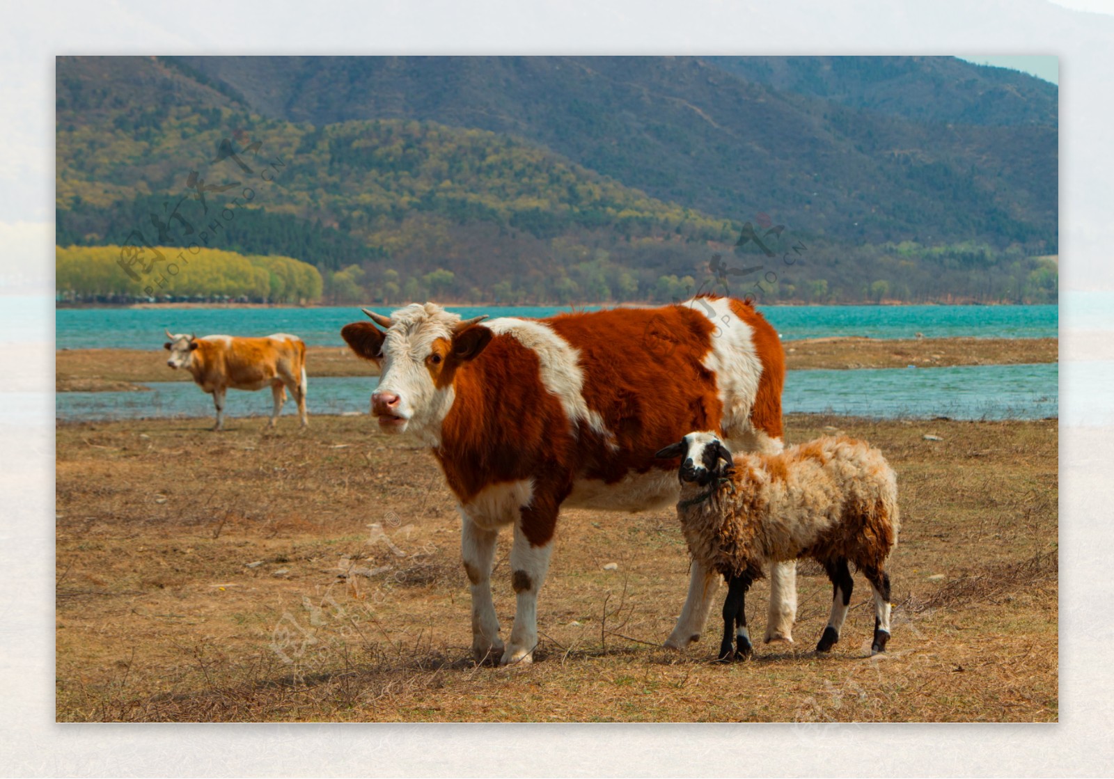 牛牛和羊自然和谐的漫步