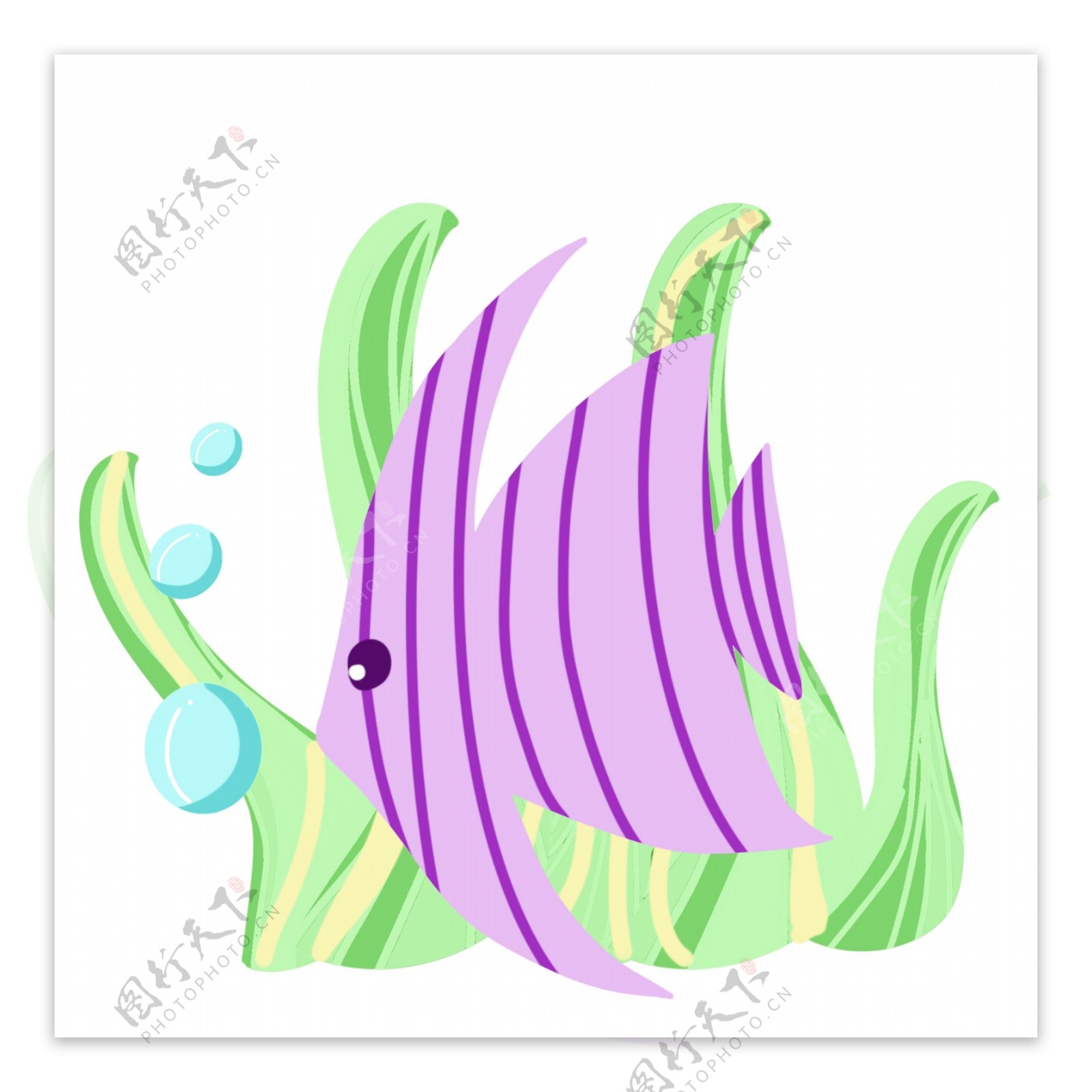 紫色小鱼海洋生物