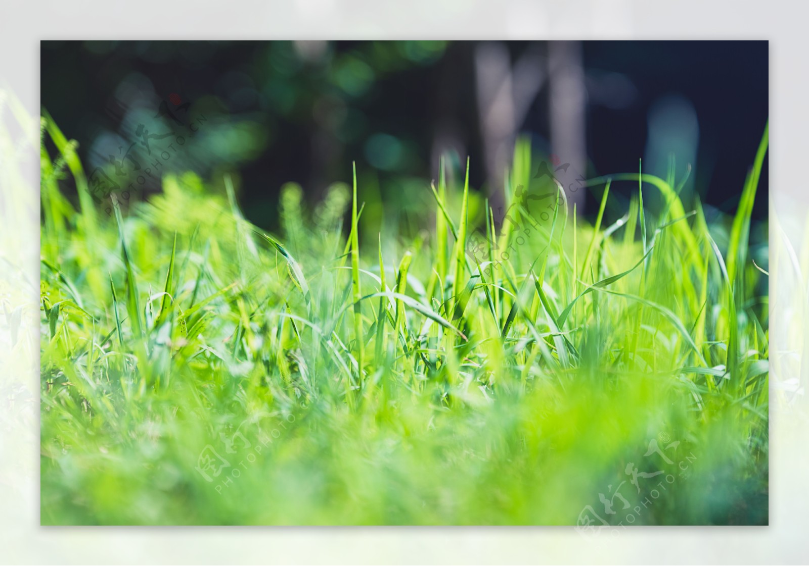 翠绿色染满阳光的草地