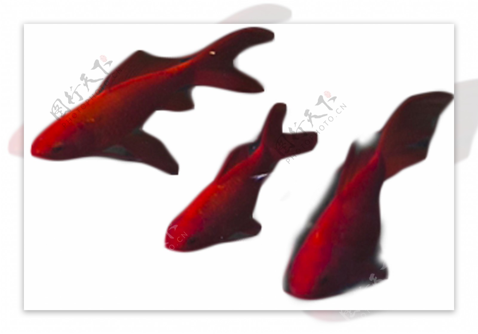 三只自由自在的红色小鱼
