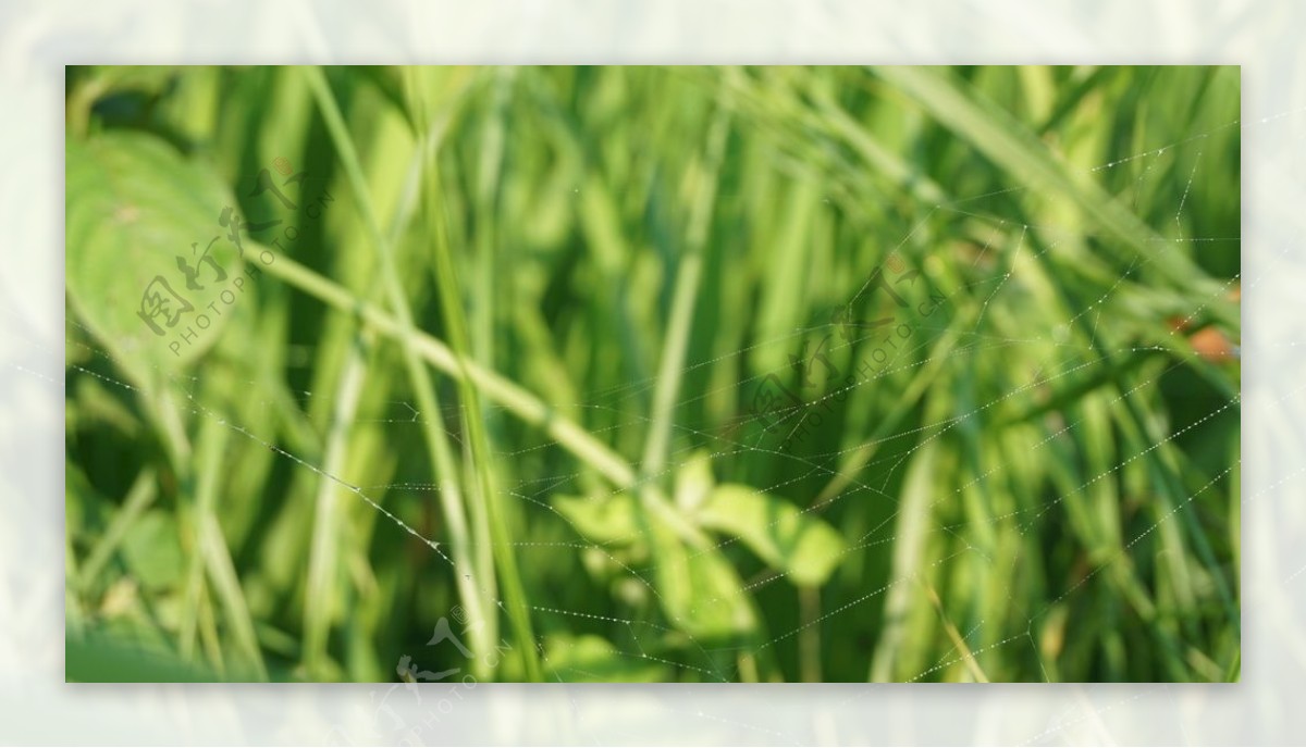 稻田蜘网