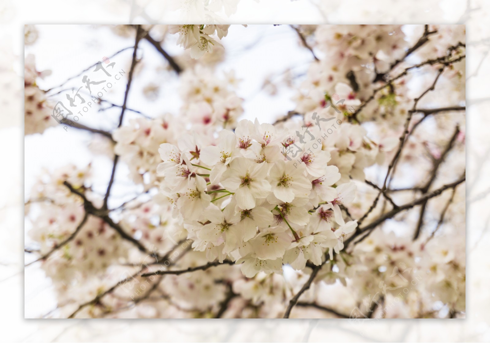 春天植物花朵樱花摄影