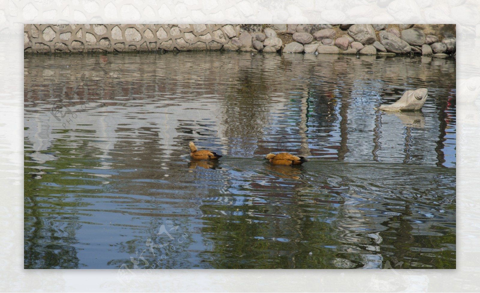 郑州动物园摄影之鸭