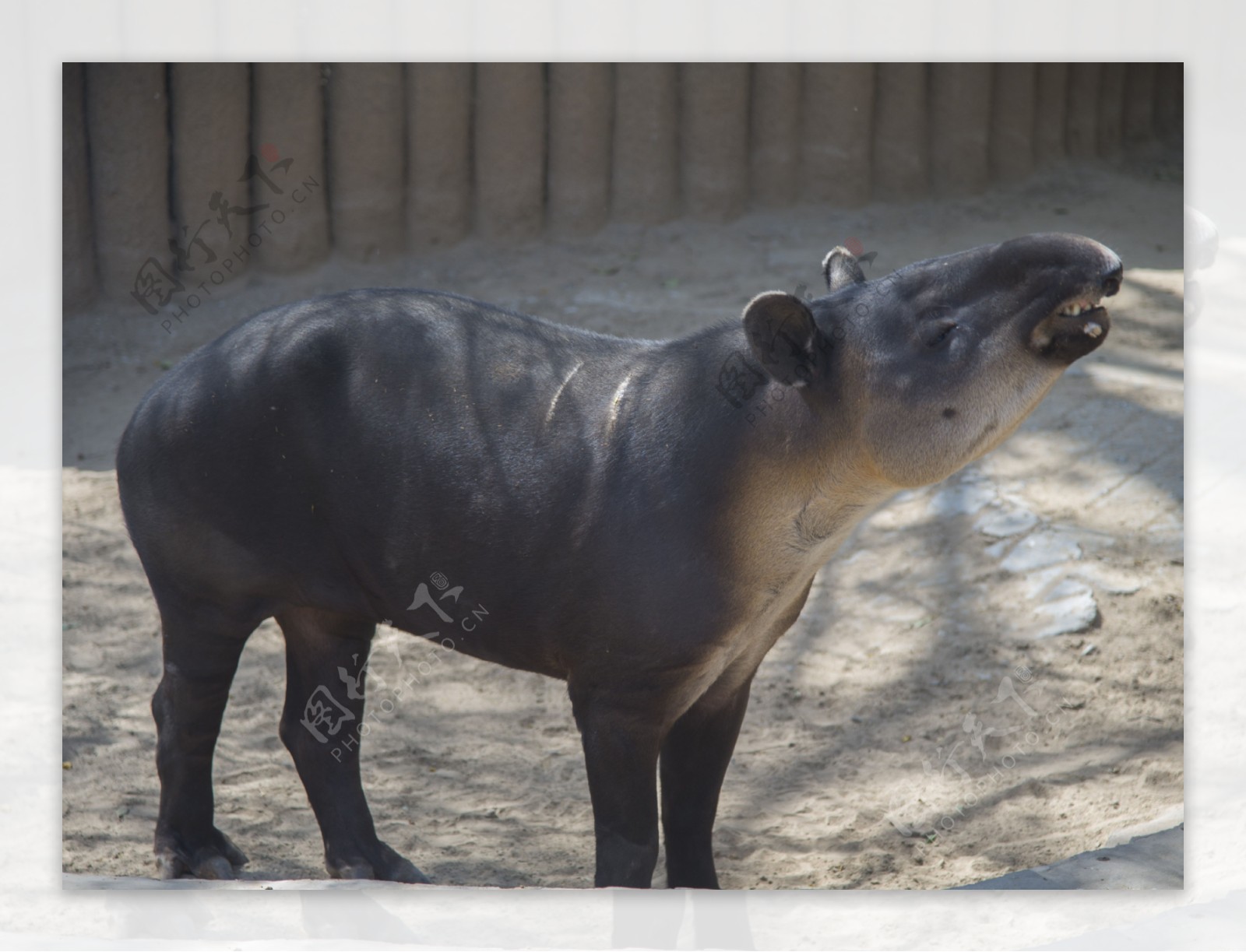 郑州动物园摄影之牛