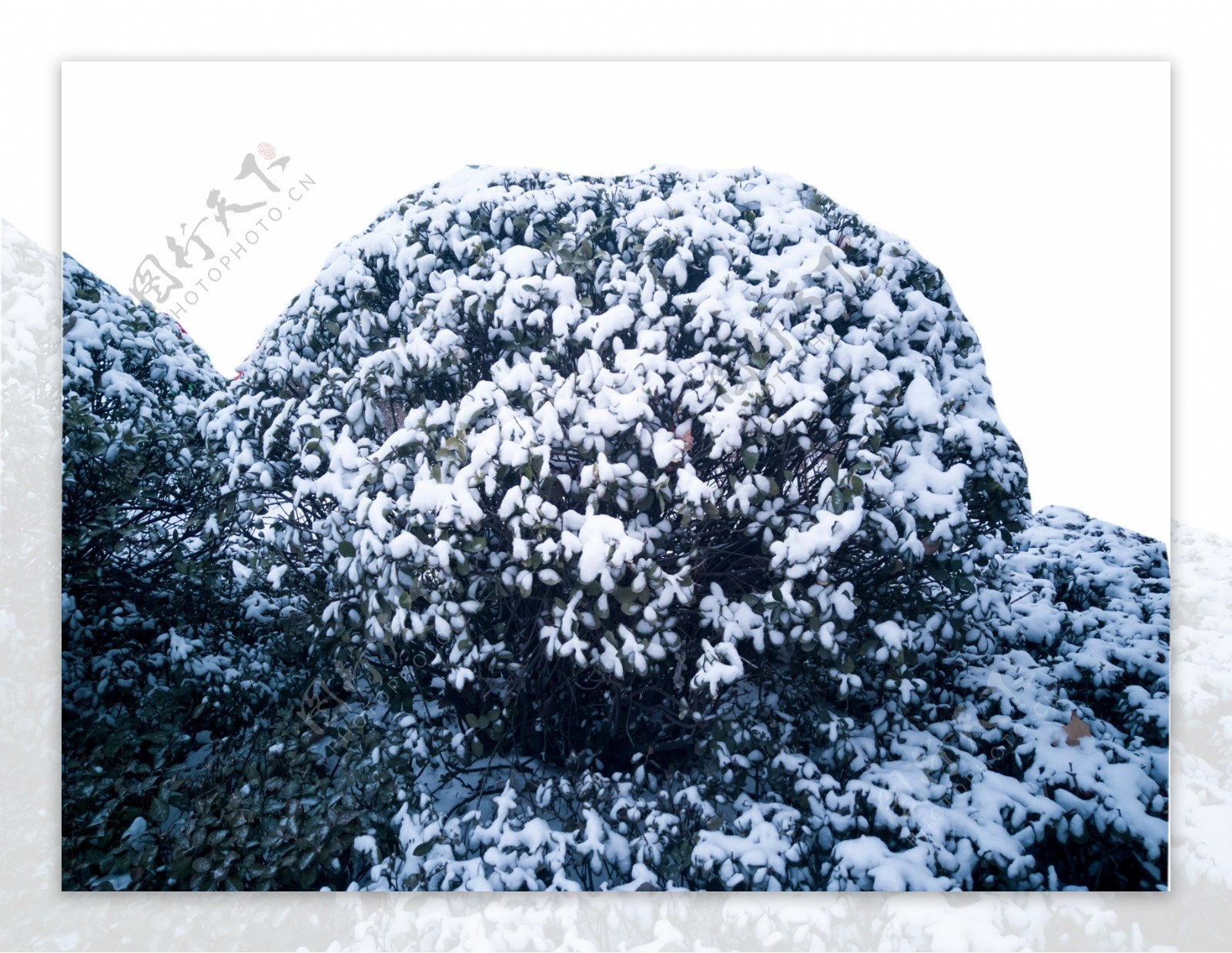 冬天的树上落了一层白雪
