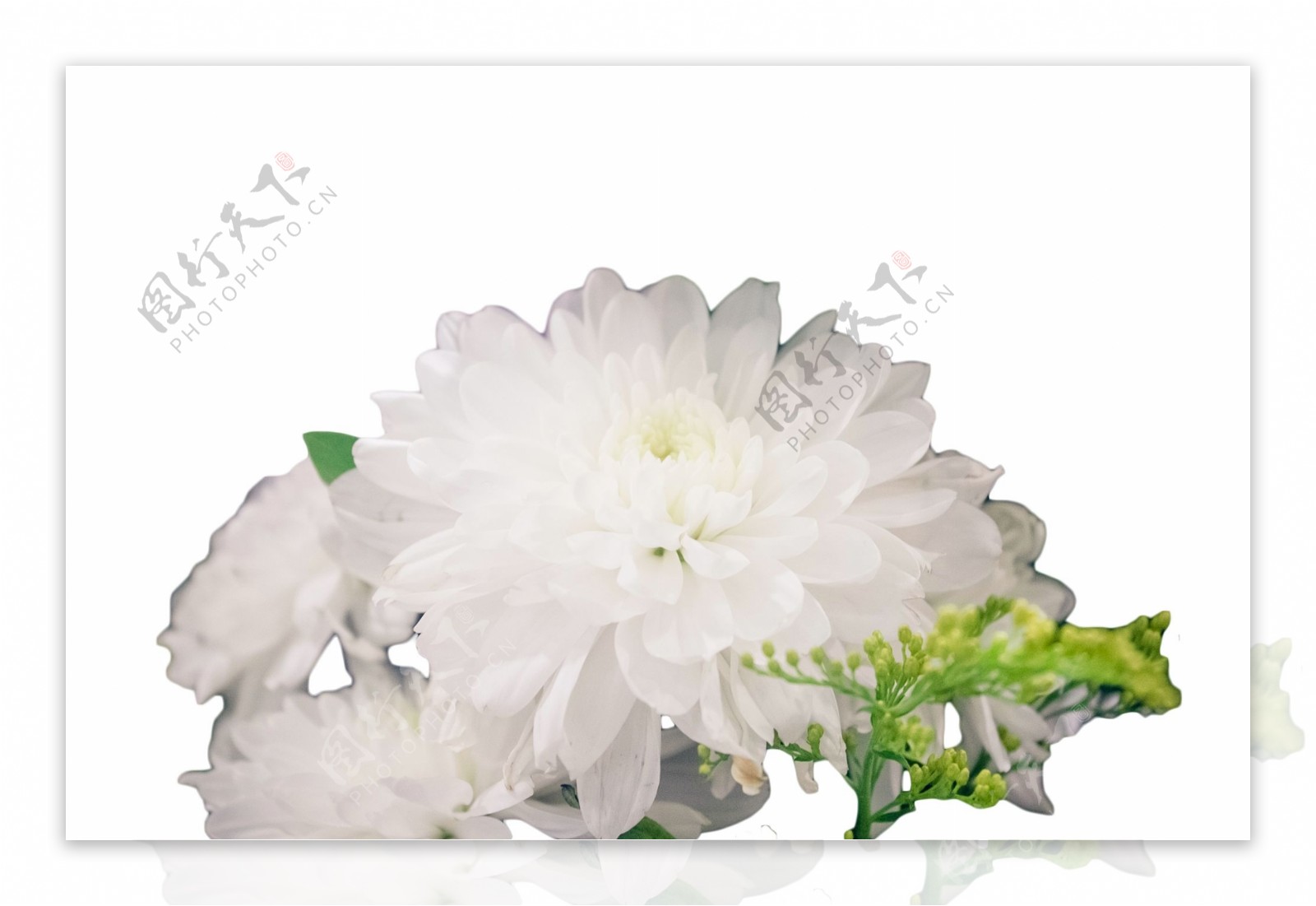 美丽漂亮的白色大花朵