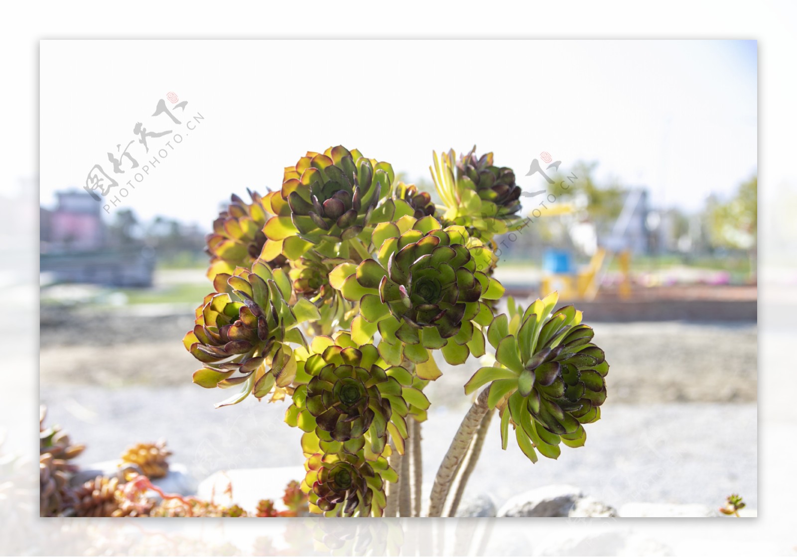 植物绿植花卉树木3