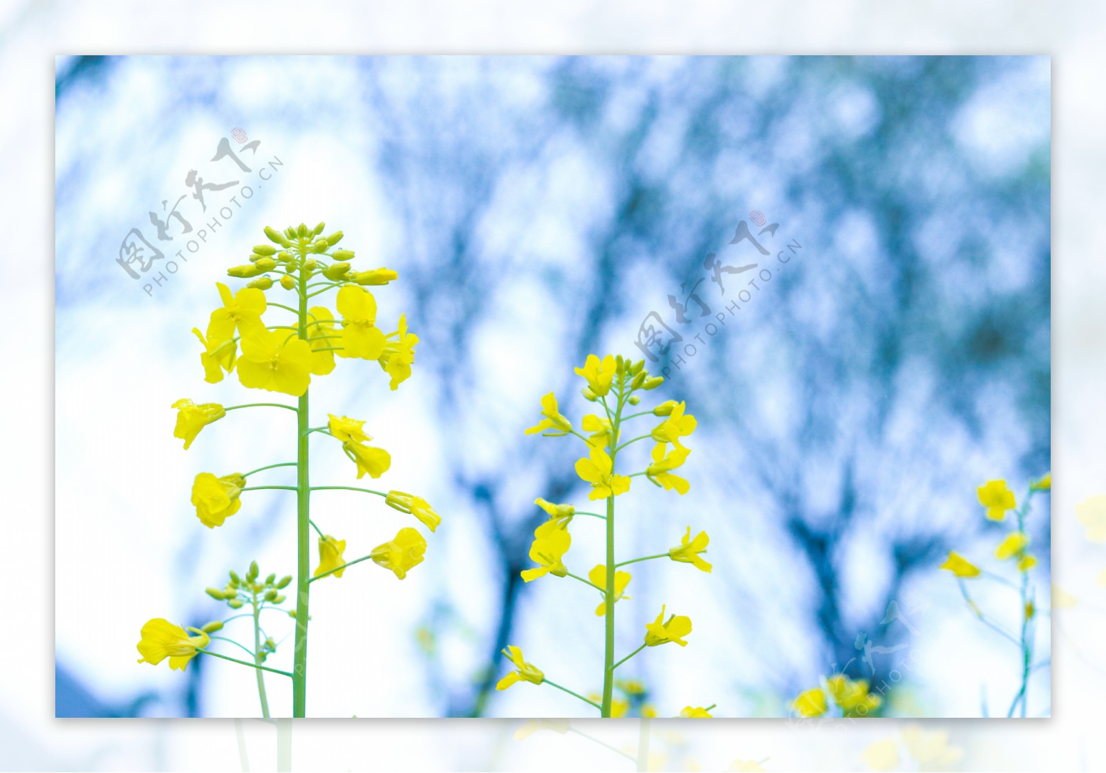 油菜花2免费下载油菜花田