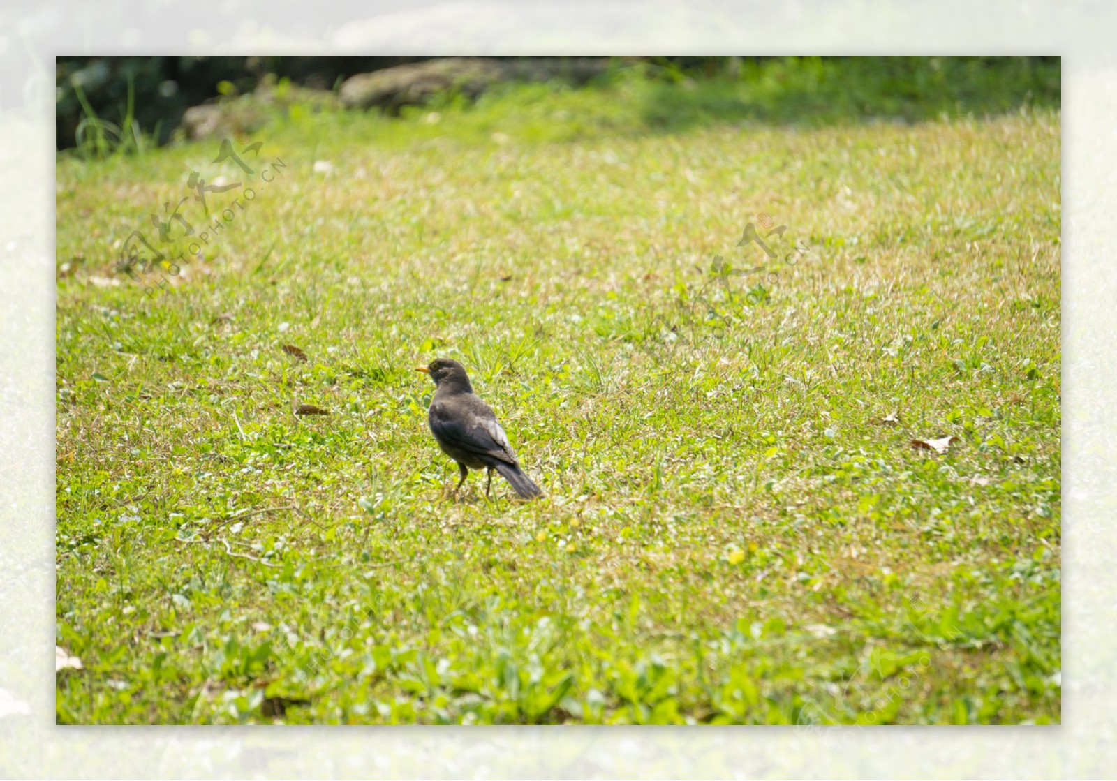 草地上的灰色小雀摄影