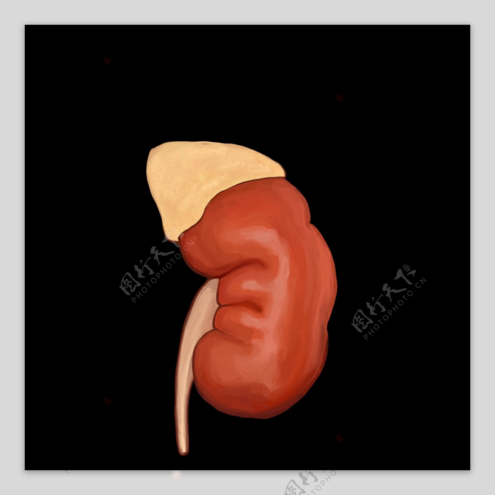 器官人体的胃脏插画