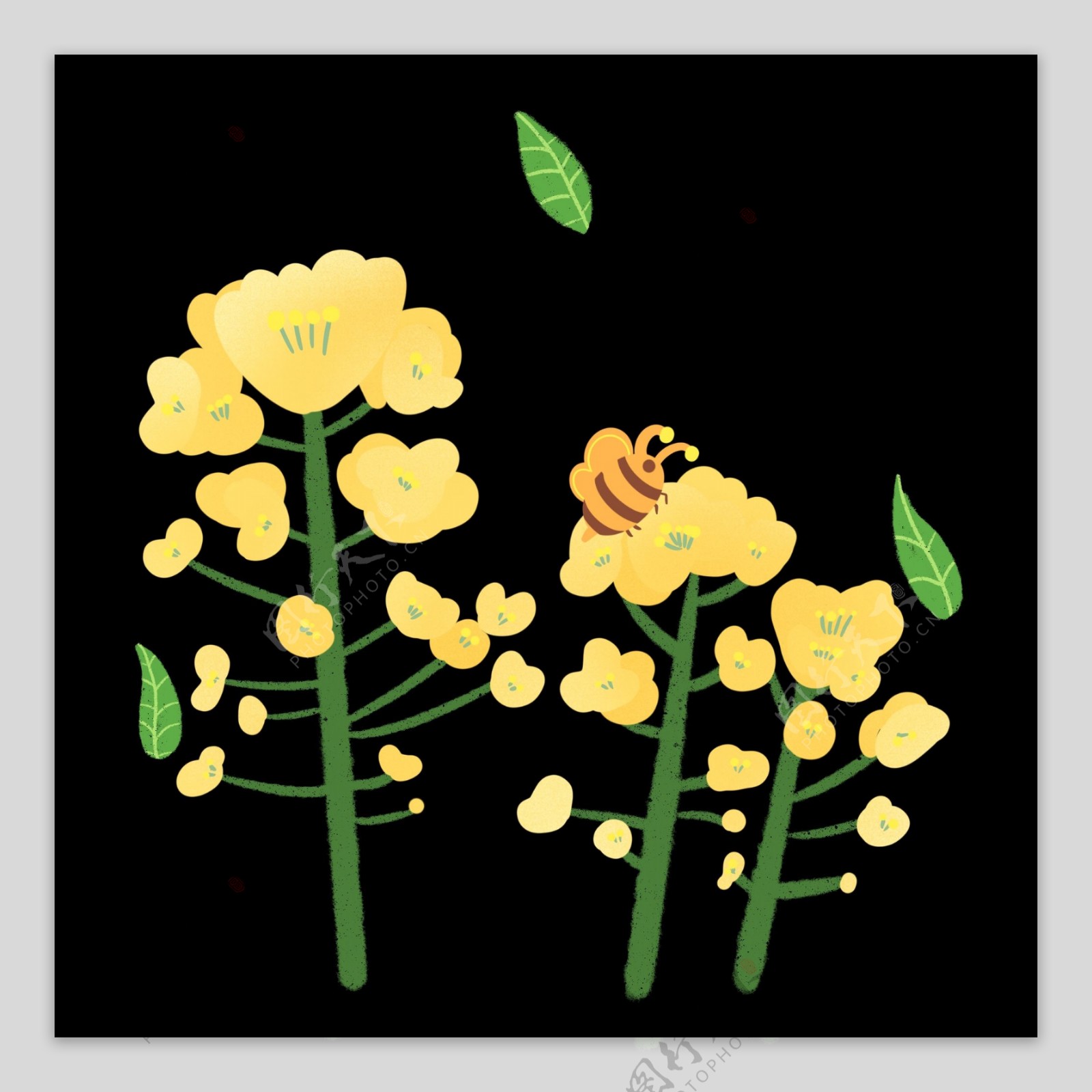美丽的黄色油菜花插图