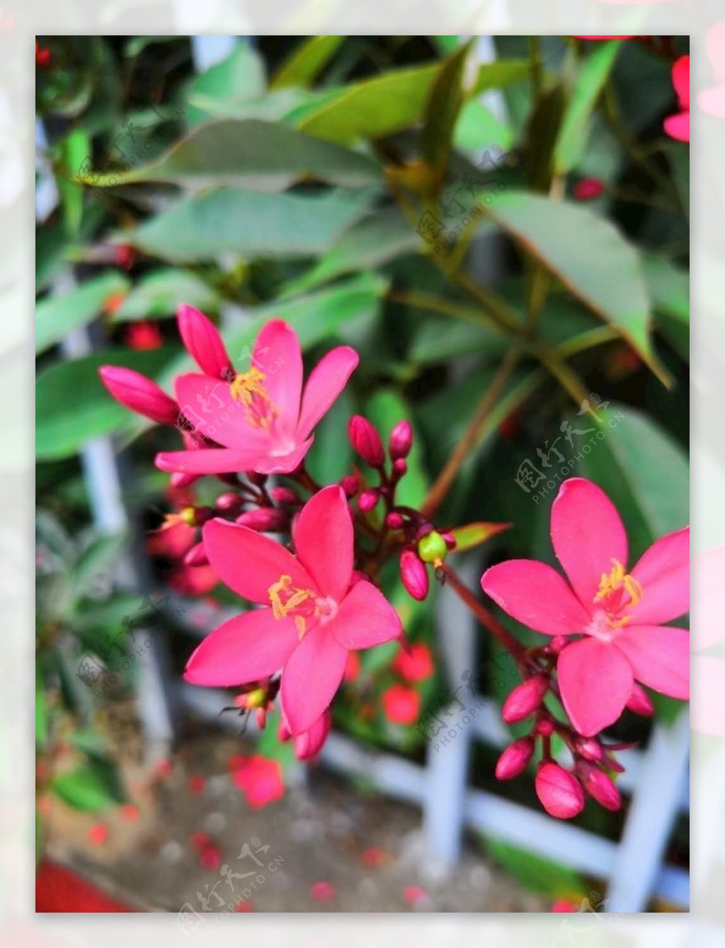 红色花朵自然植物摄影作品