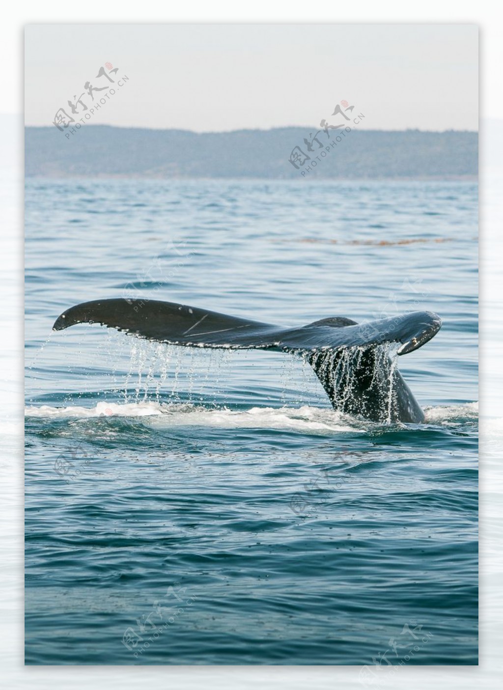 鲸鱼尾巴