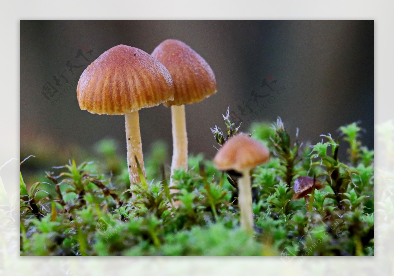 地面小蘑菇摄影