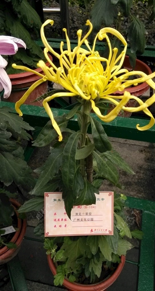 菊花