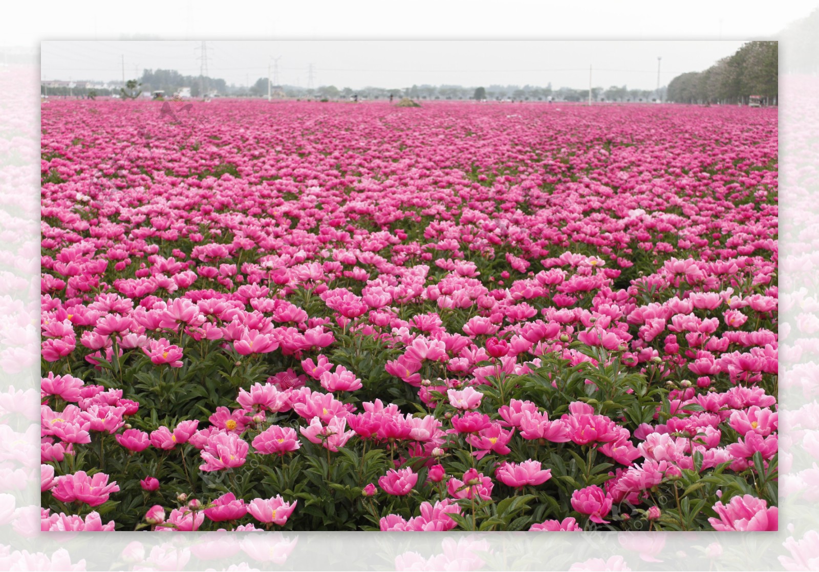 芍花芍药花芍药花海亳州