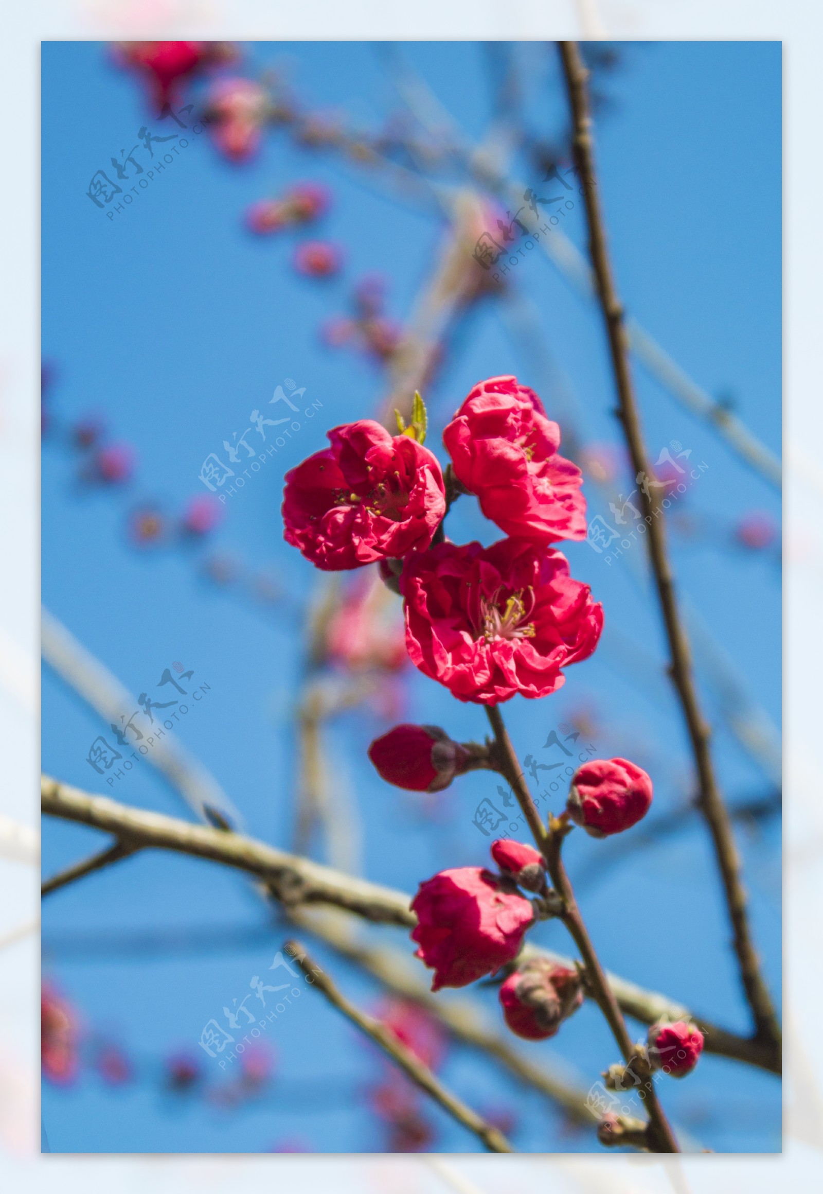 春天的桃花商用摄影