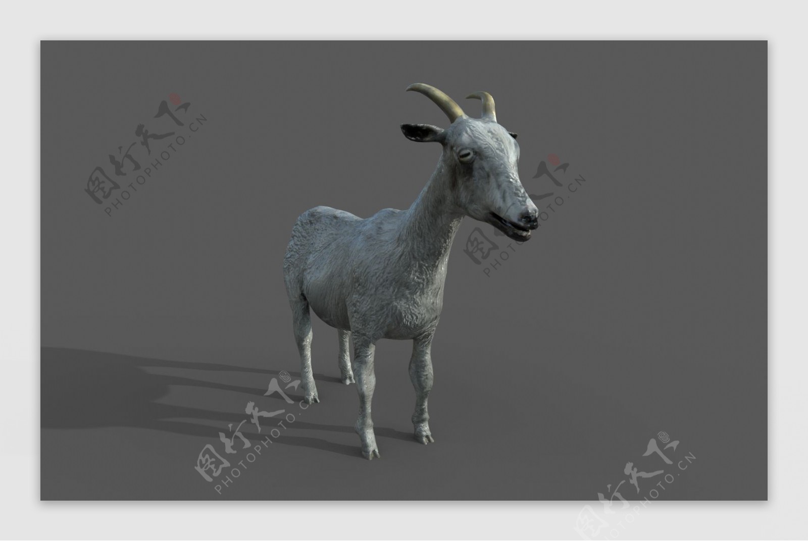 写实动物羊模型png透明底图