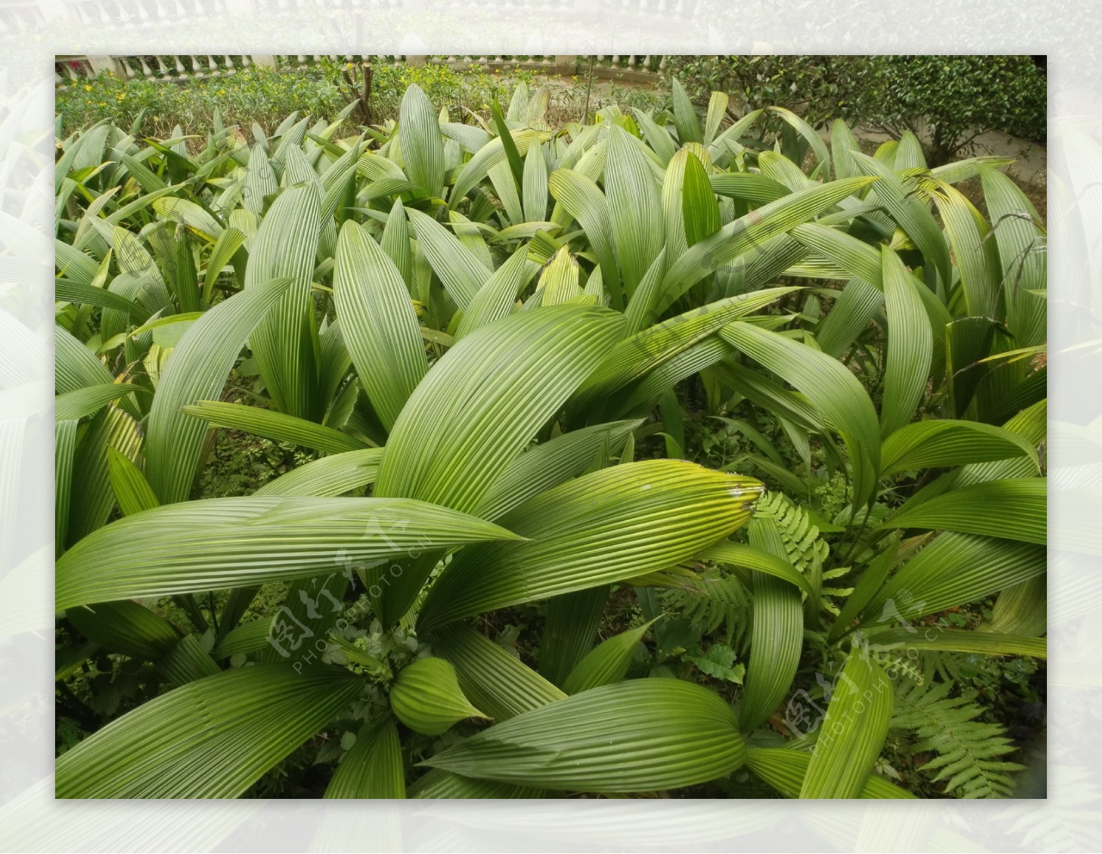 仙茅