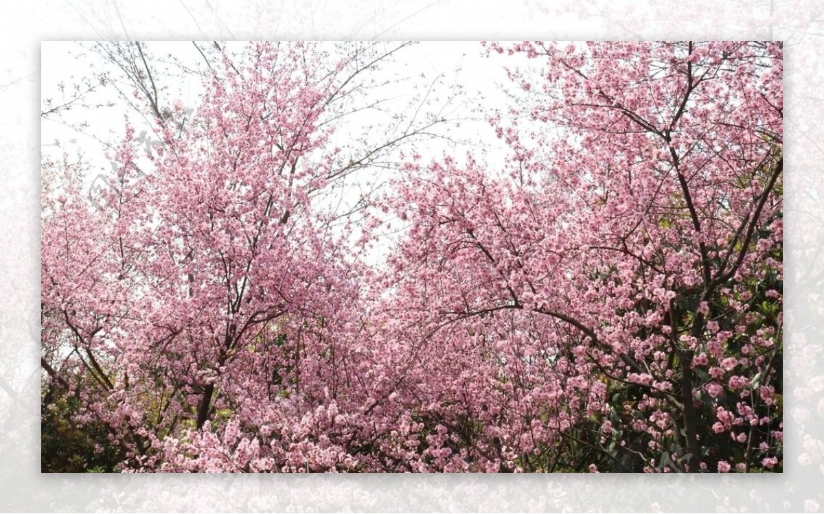 粉色樱花林