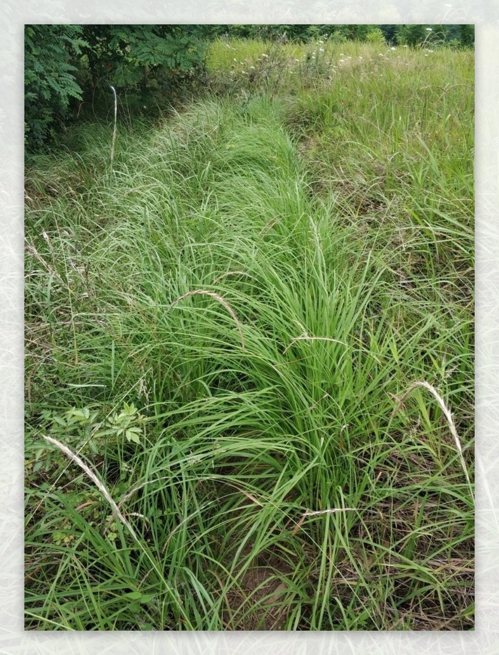 洞宾观道观岳池九龙