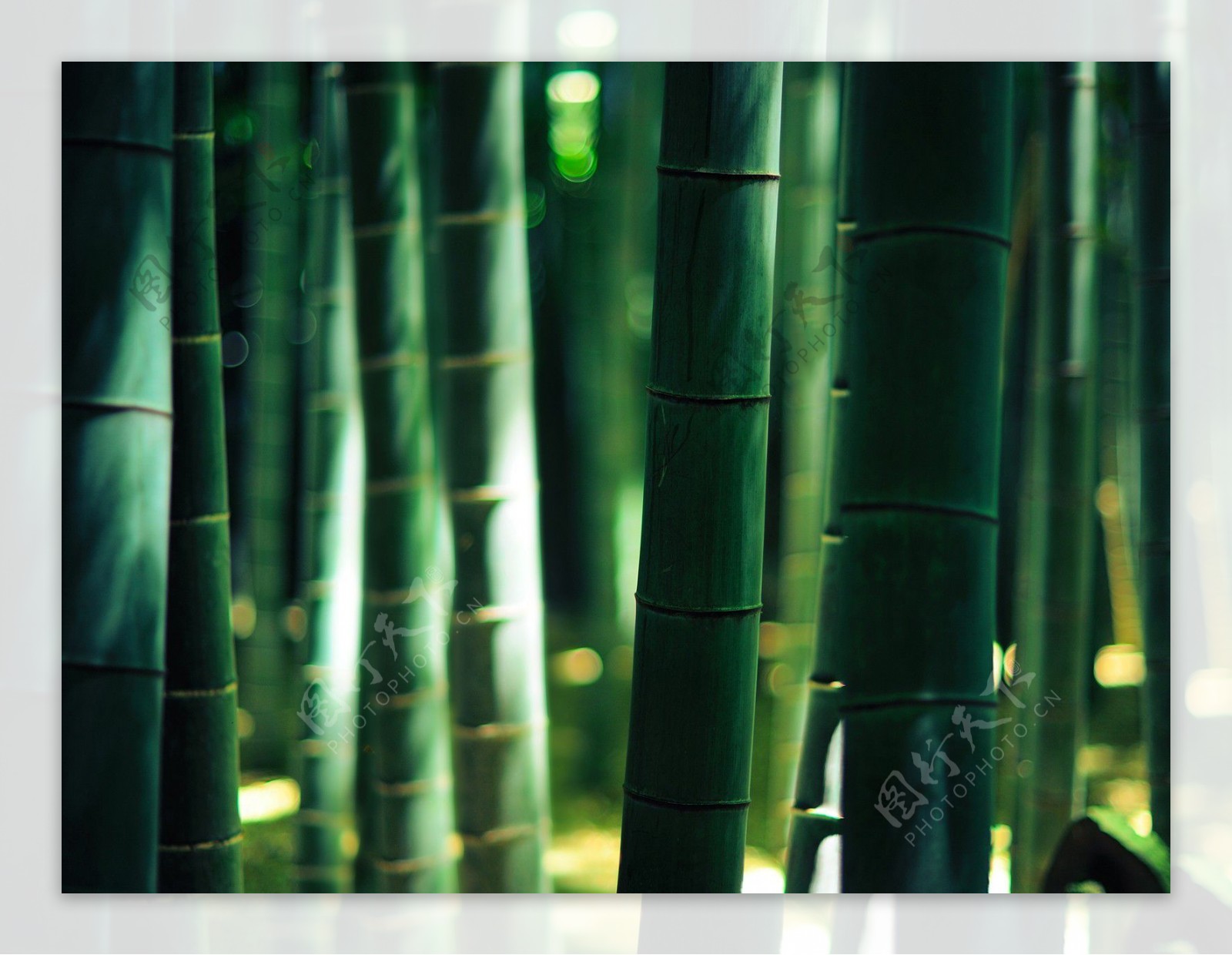 山里的竹子绿色护眼风景