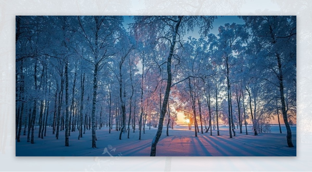 冬天阳光森林大雪风景