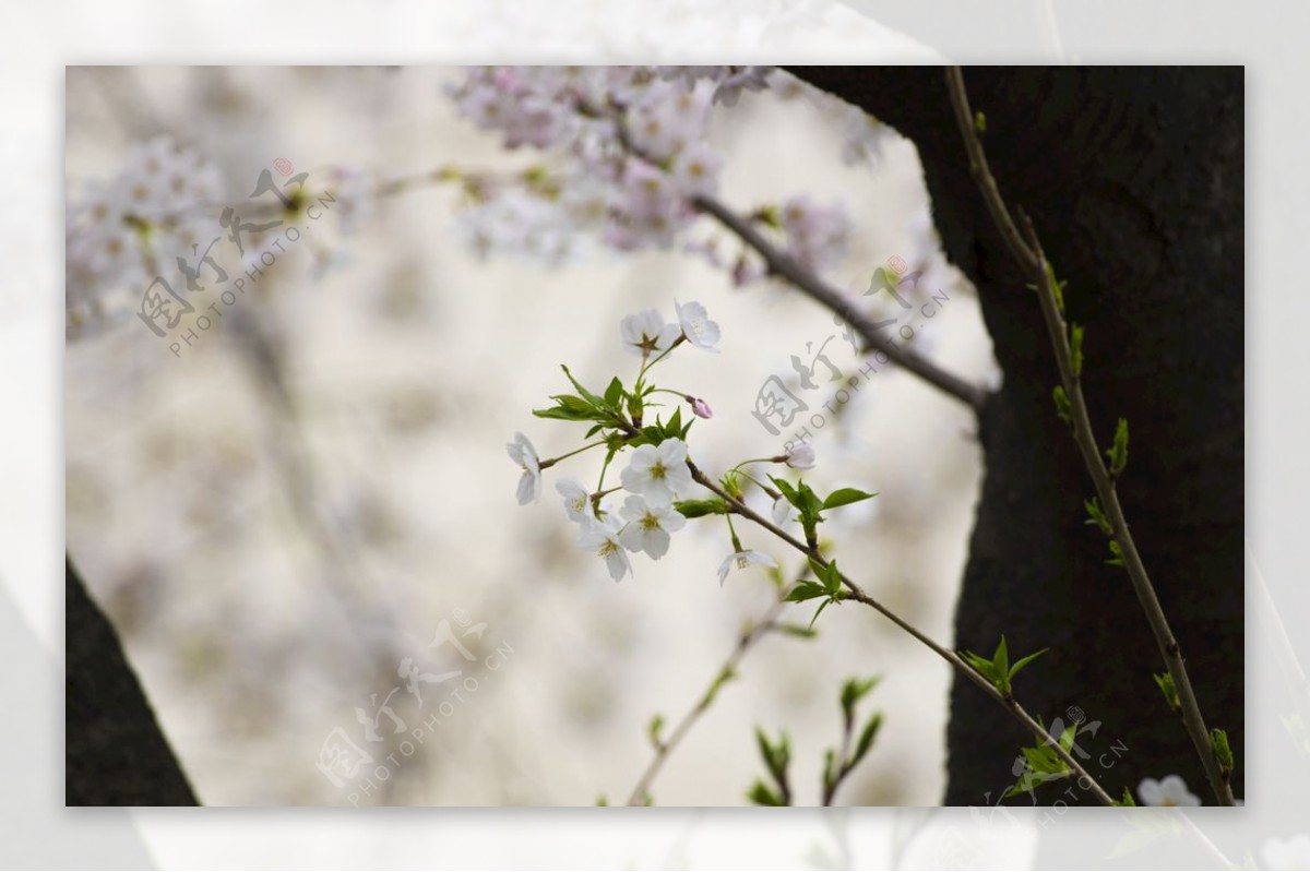 美丽樱花树樱花花瓣高清摄影