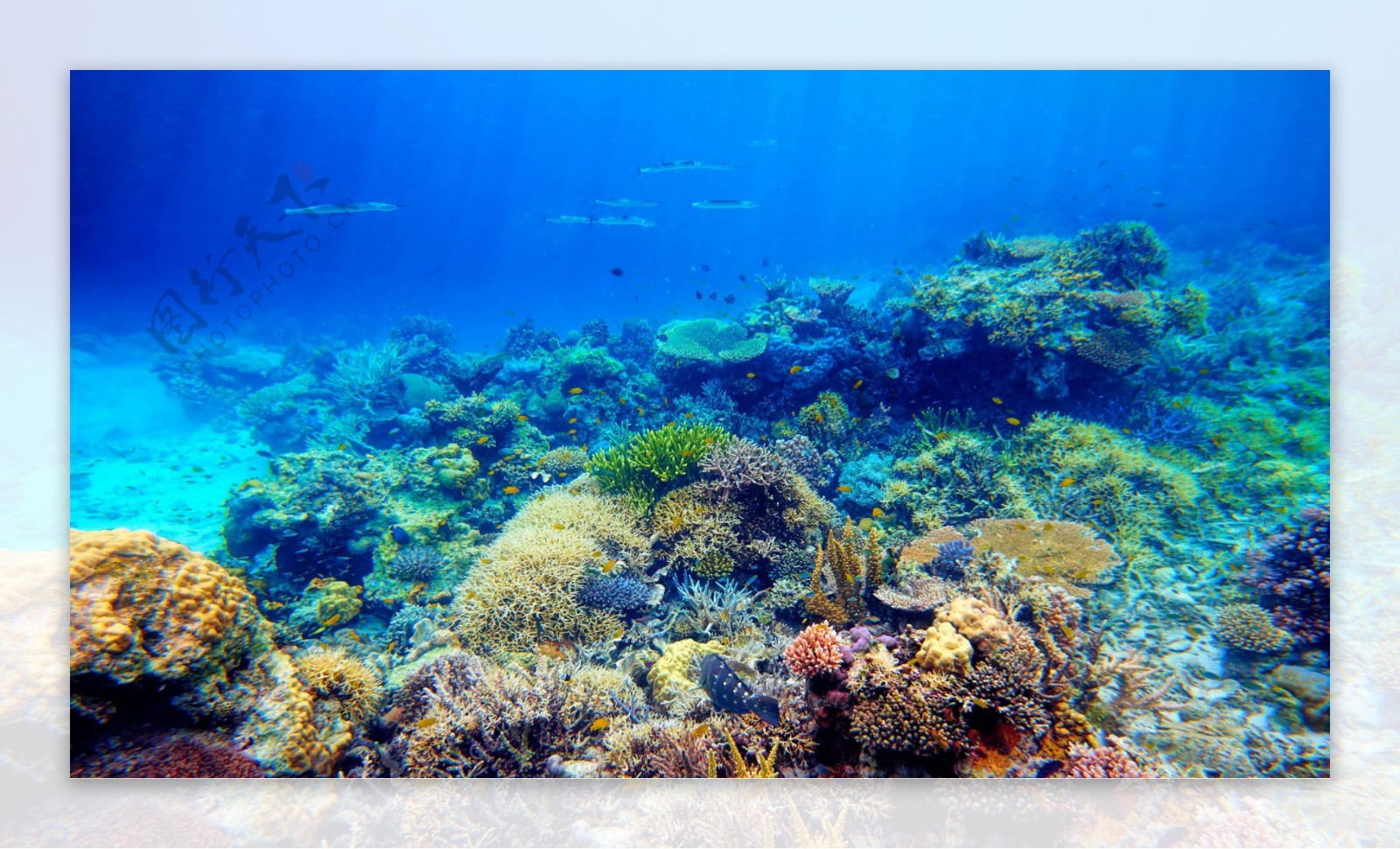 深水海底珊瑚背景图