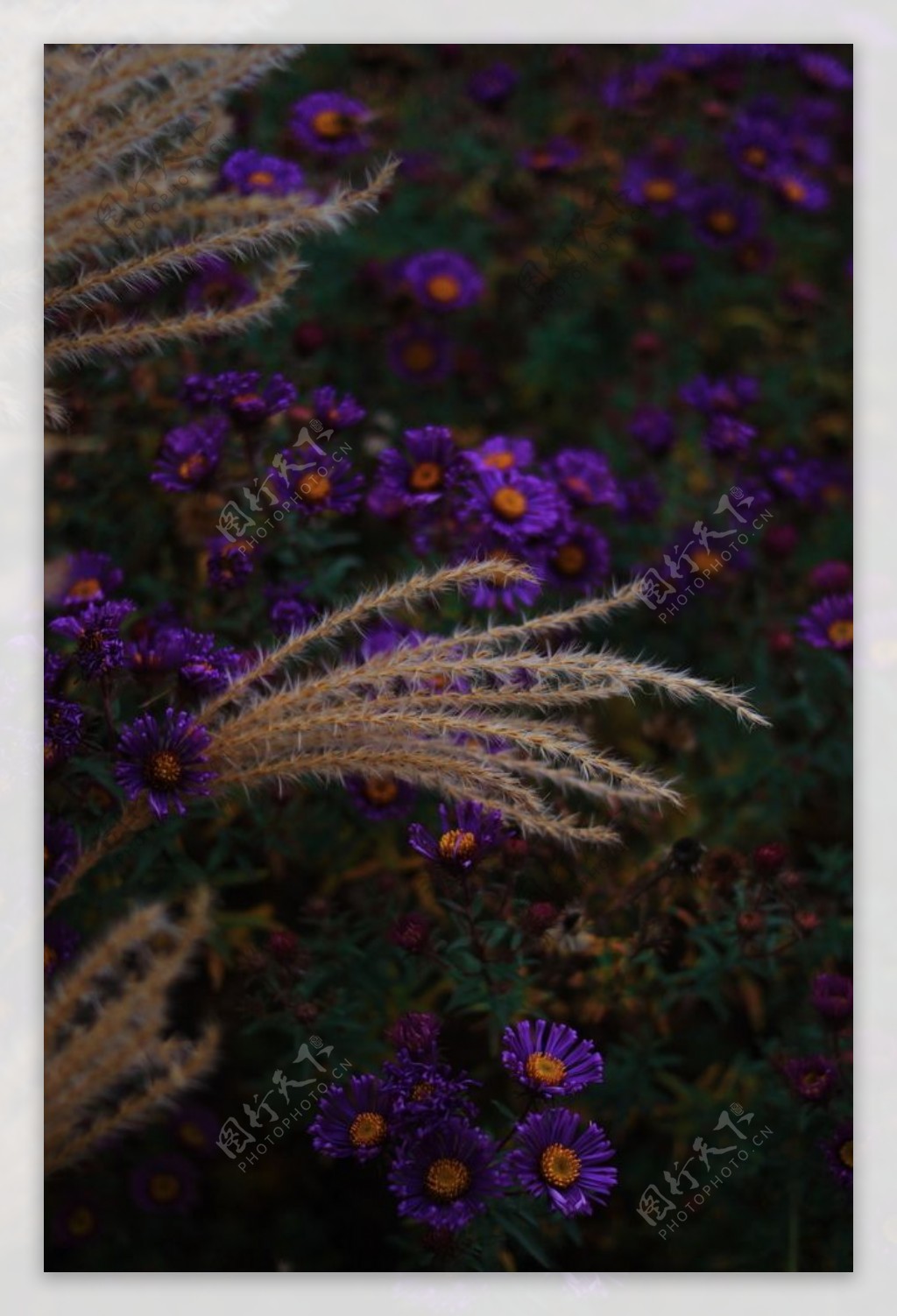 紫色花朵草丛植物背景