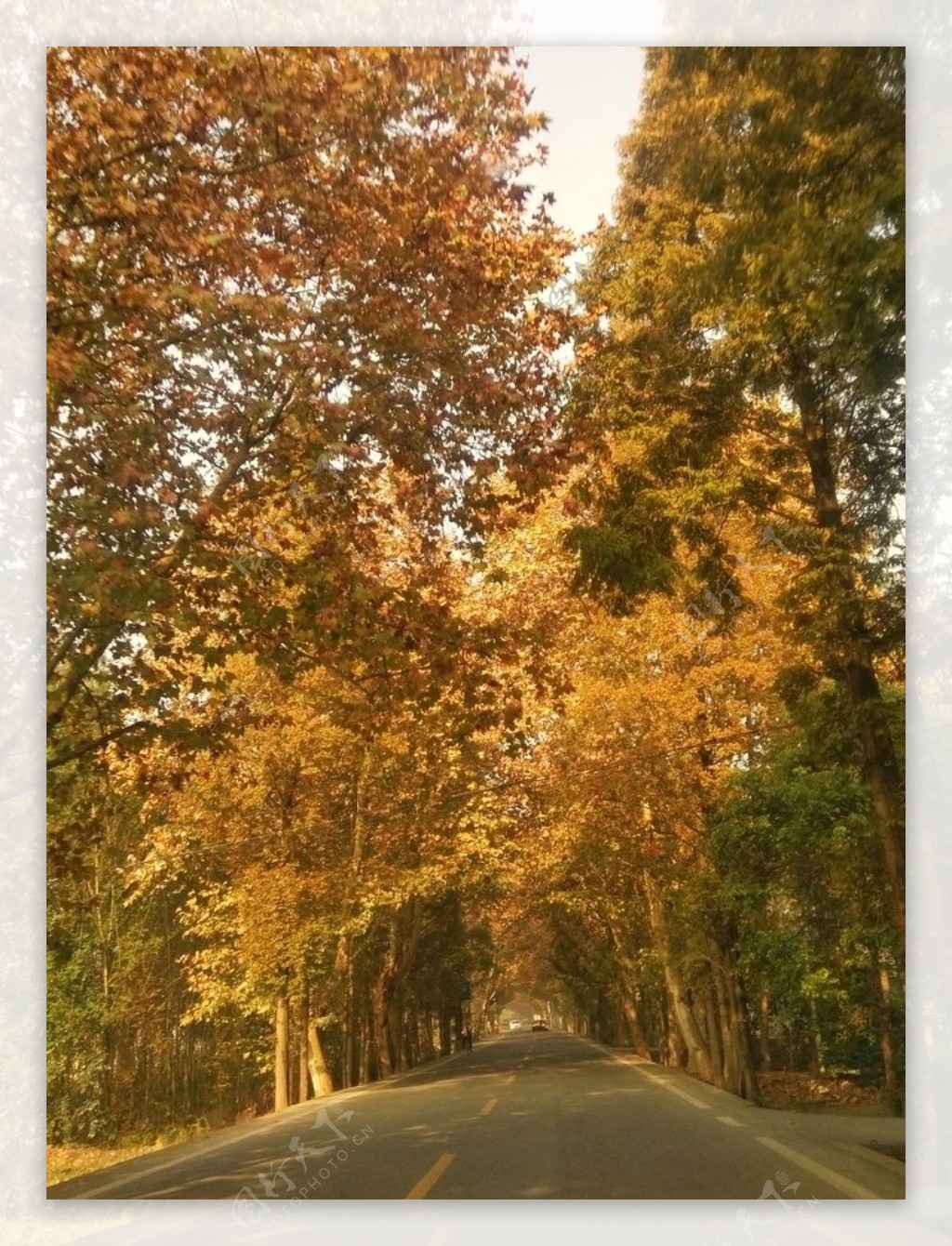 公路马路树木秋天黄叶