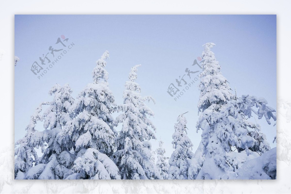 雪树和无云的蓝天