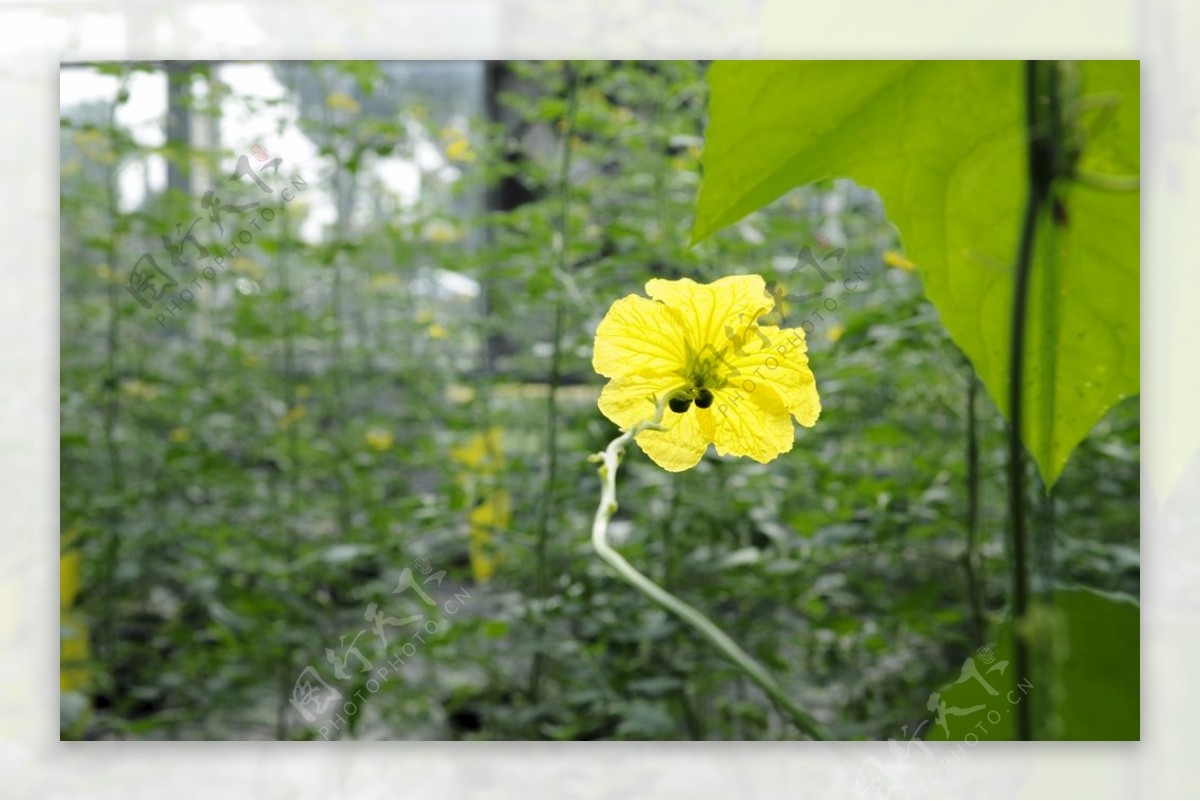 一朵黄花