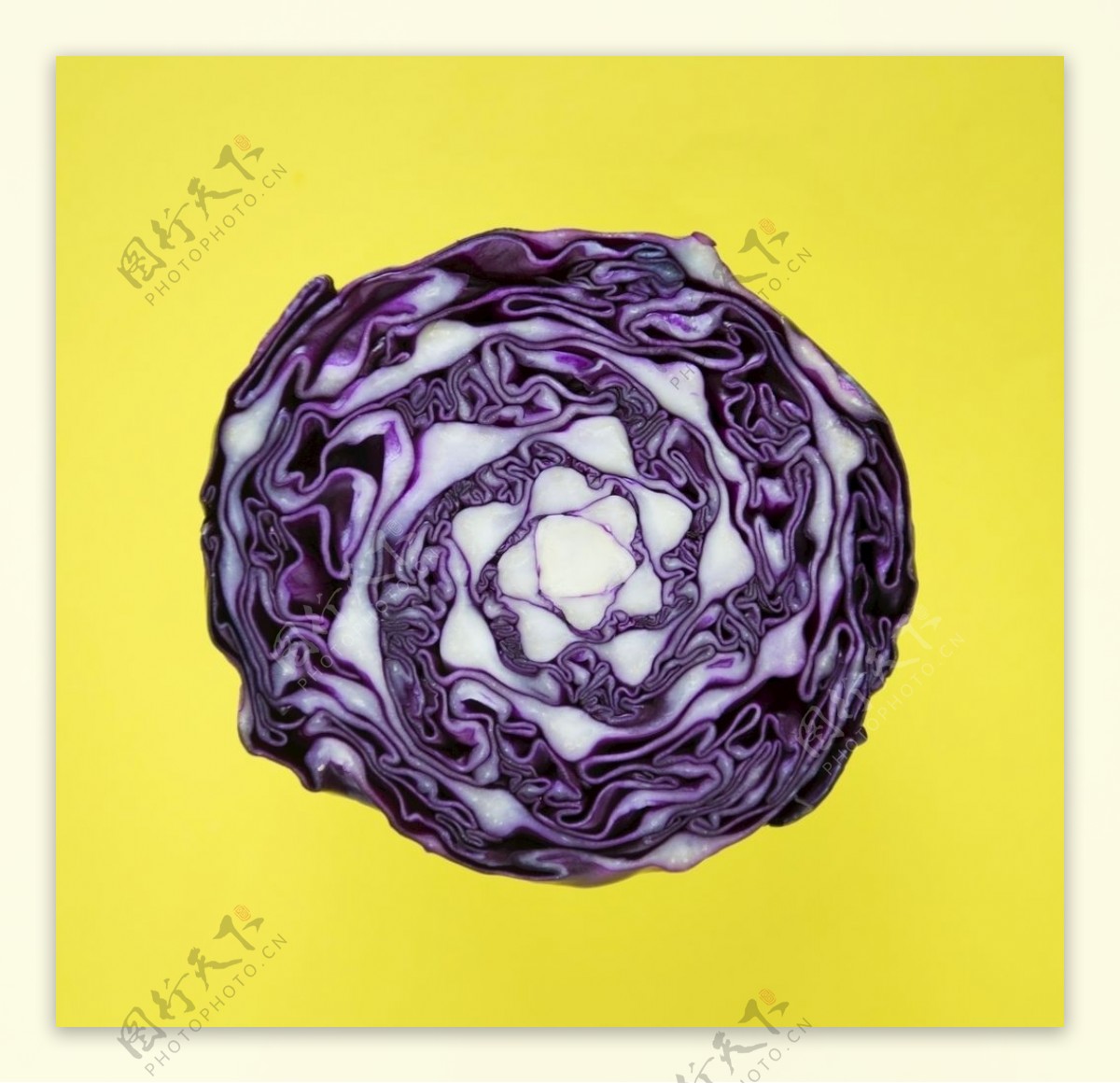 紫色圆白菜的红叶卷心菜