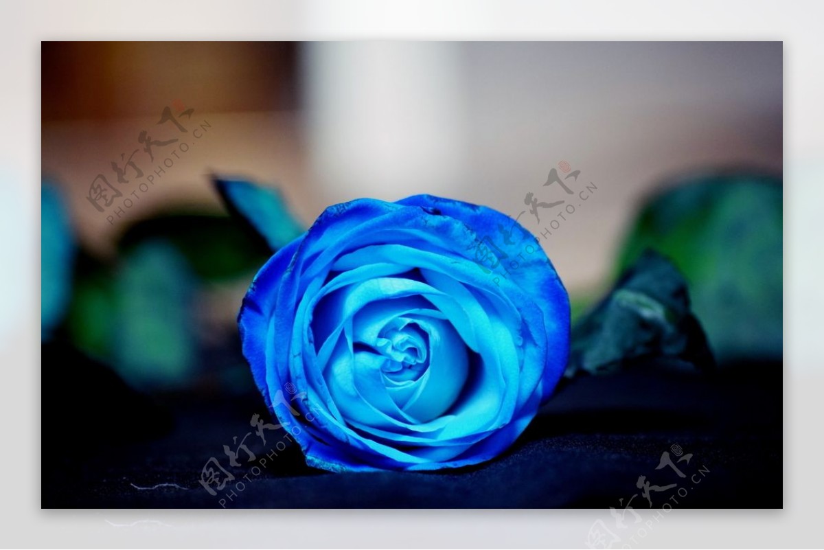 高清蓝玫瑰图片-