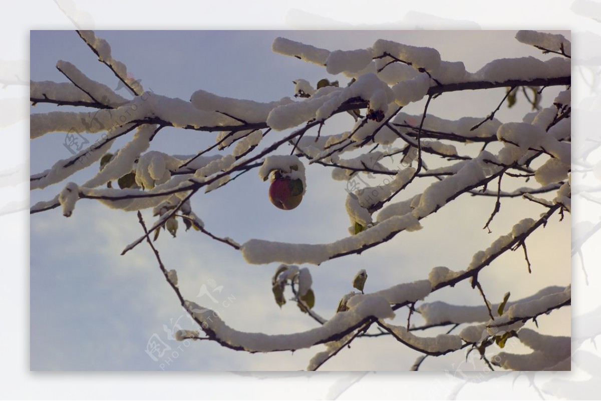 大雪树枝苹果天空云彩