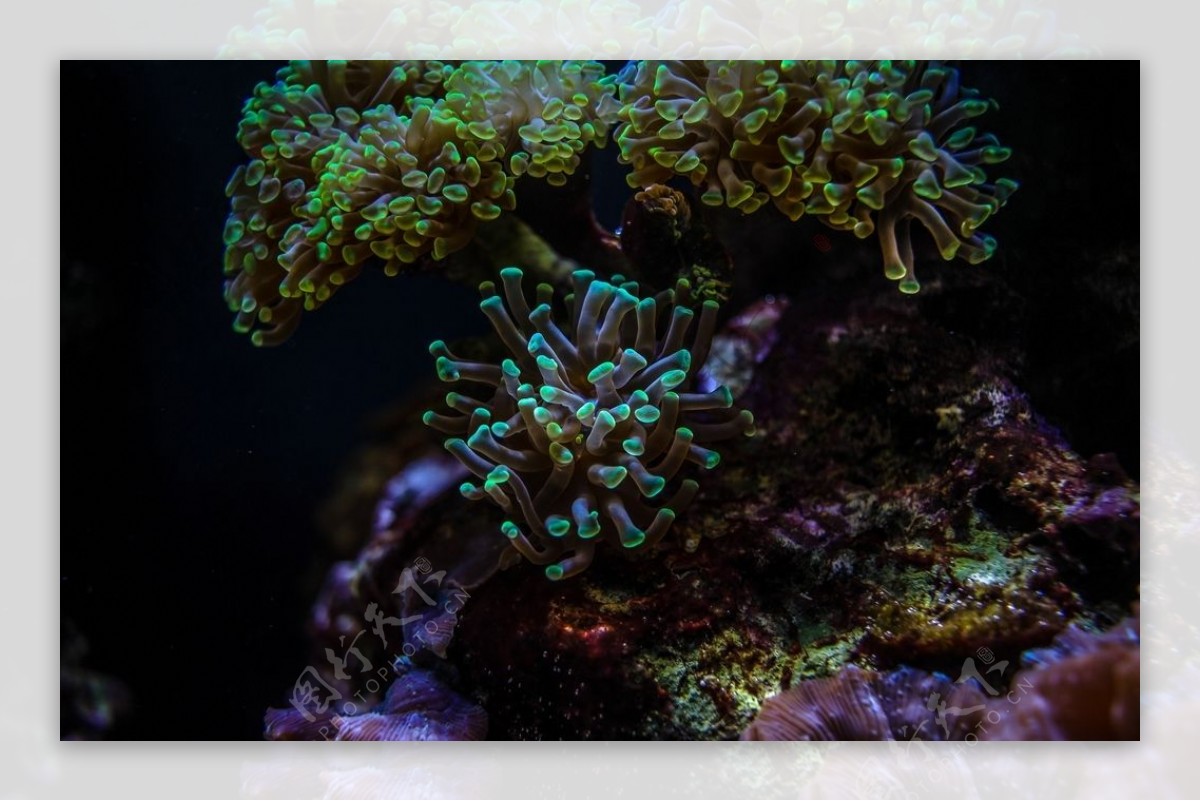 海底的珊瑚礁