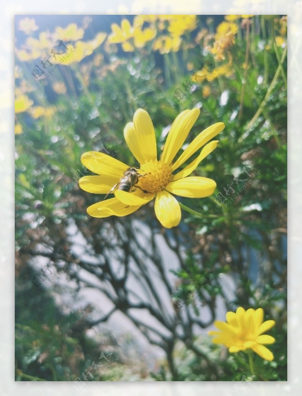蜜蜂和黄金菊