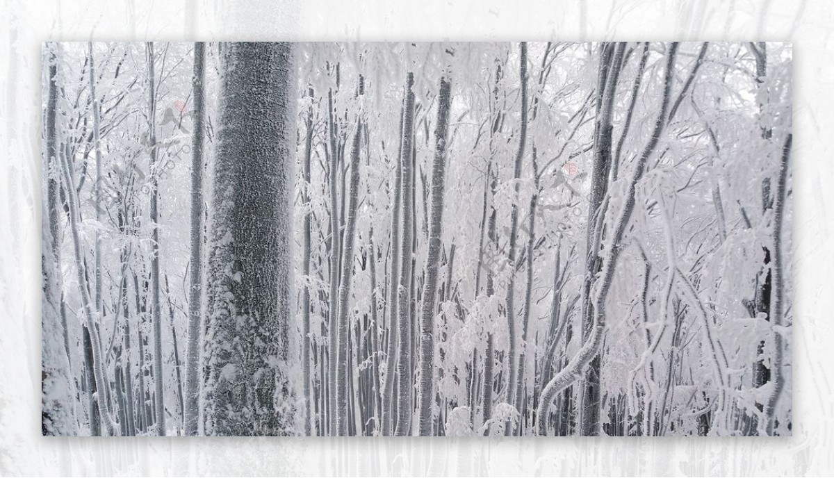 冬天树林树木森林风景