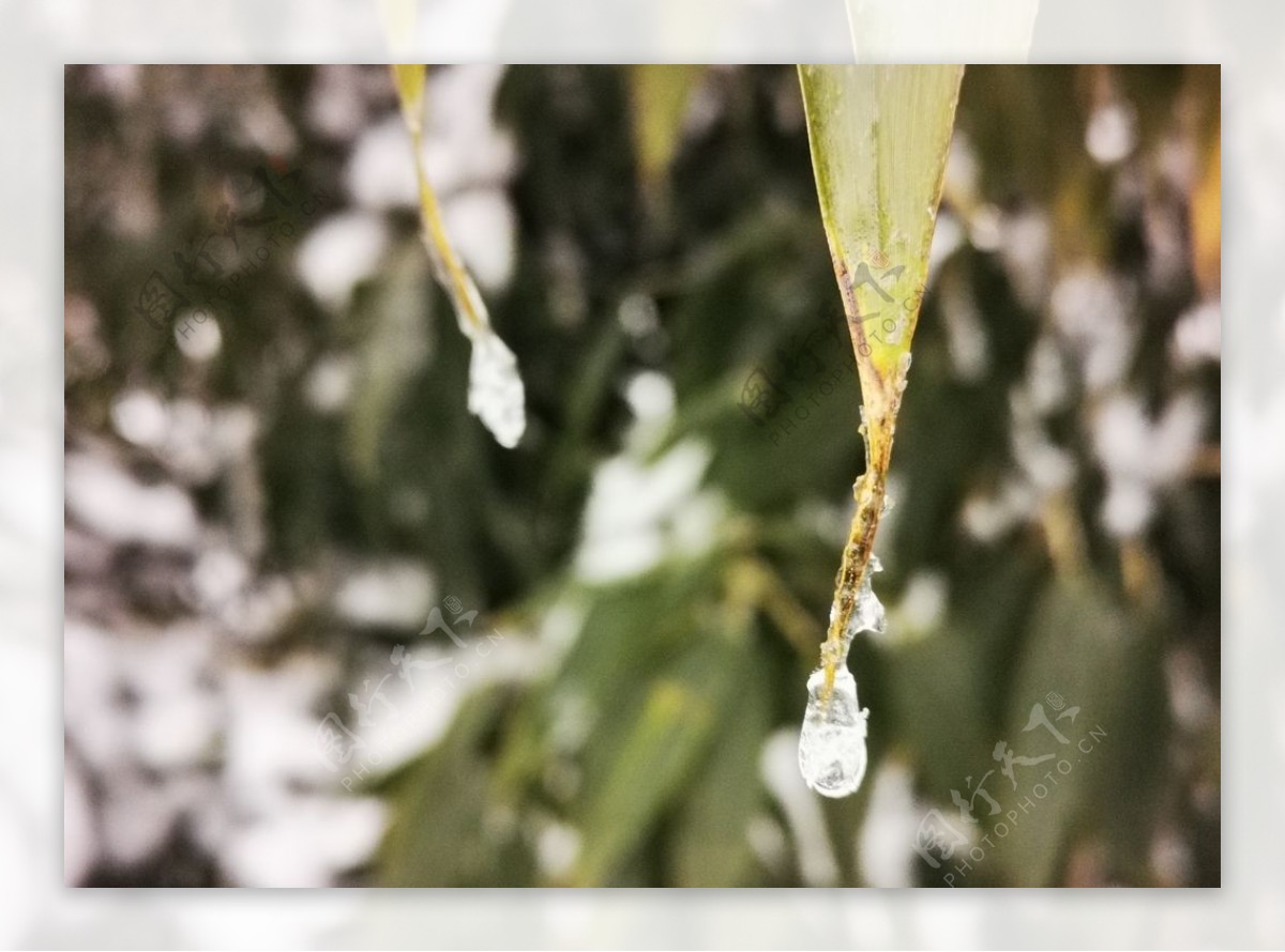 冰雪中的竹叶