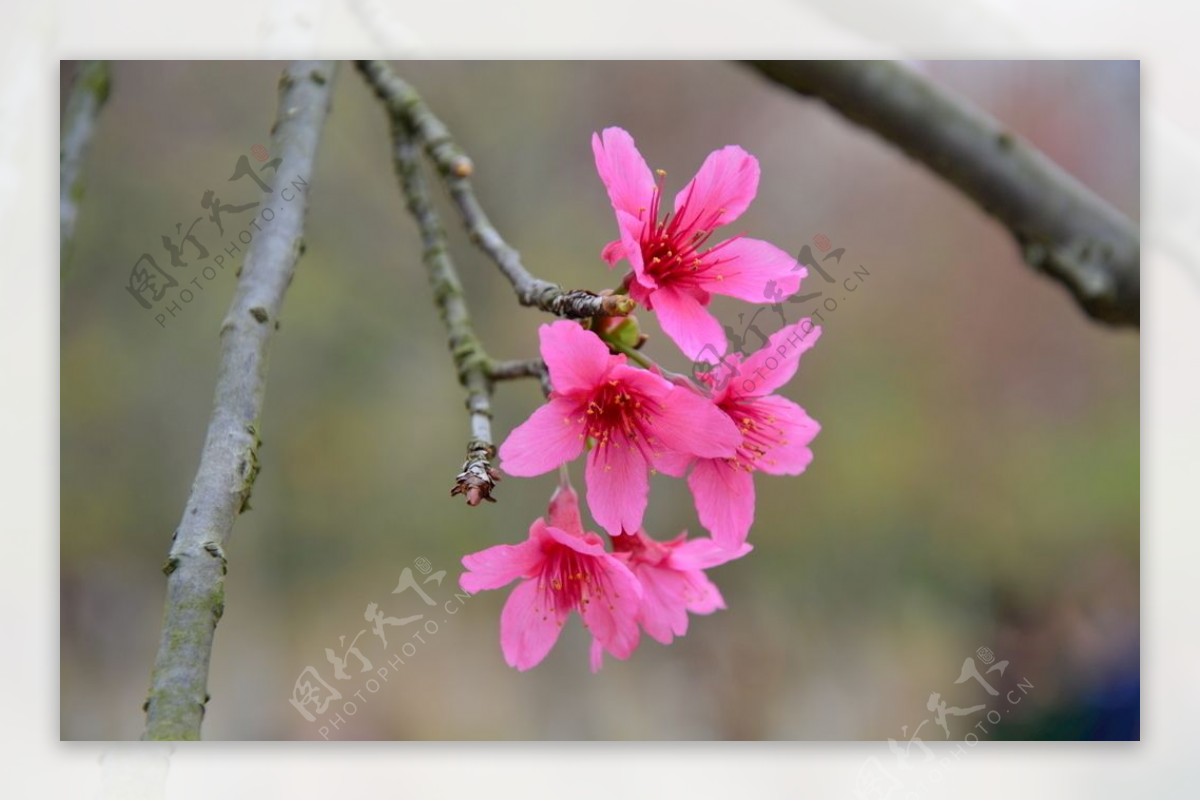 中图红樱花