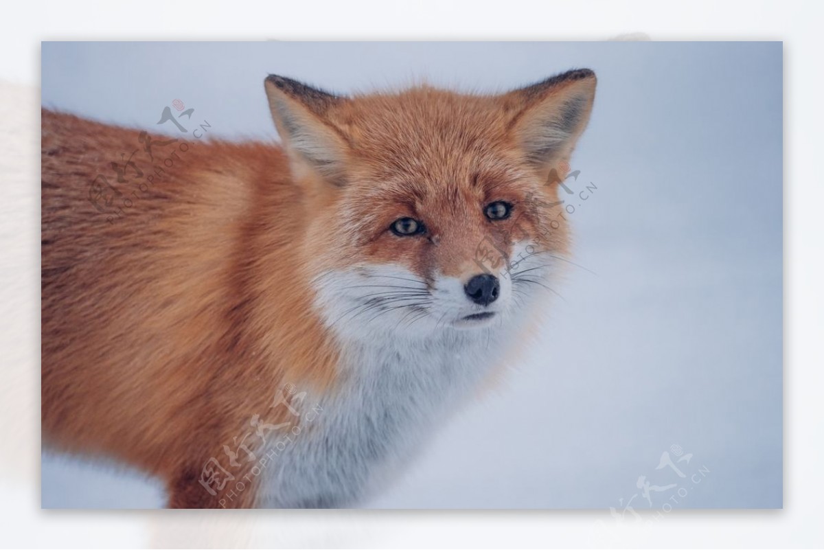 狐狸野生动物冬天背景