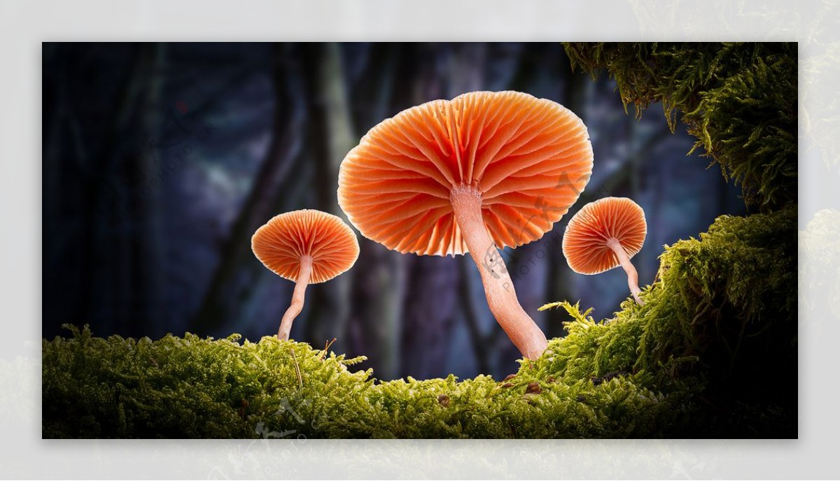 森林蘑菇植物背景