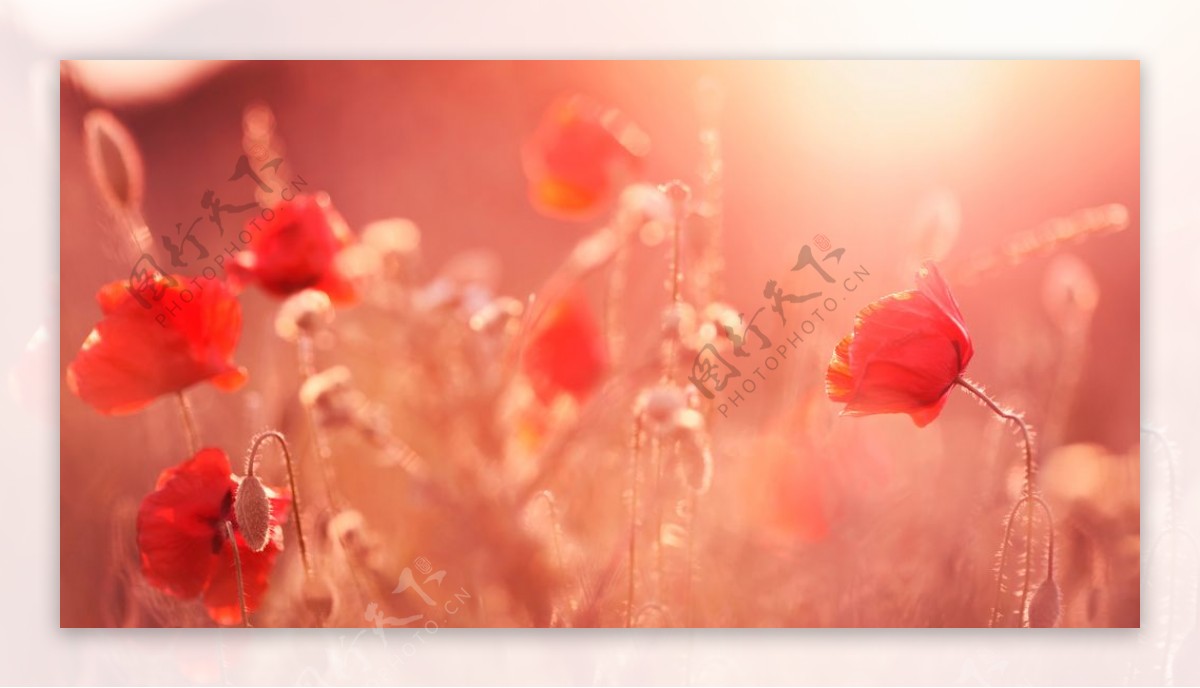 红色花朵草地阳光背景
