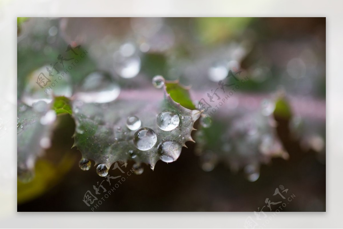 雨水露珠