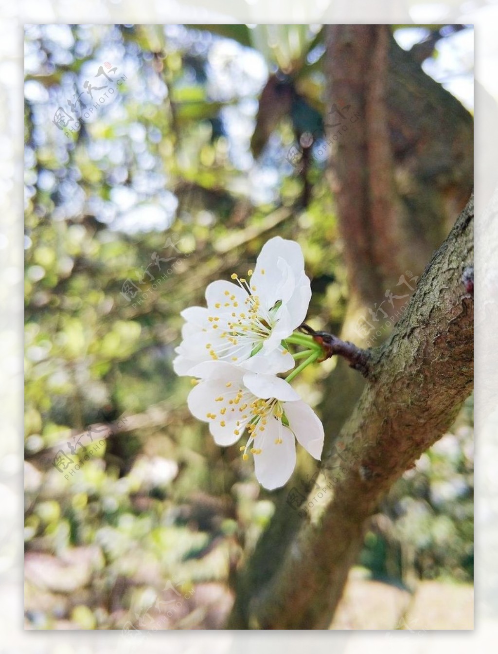 李子花鲜花花朵花瓣花枝